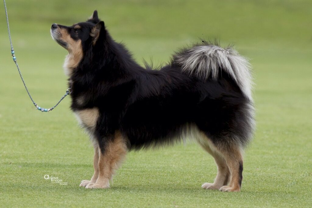 Swedish Lapphund (Imp)