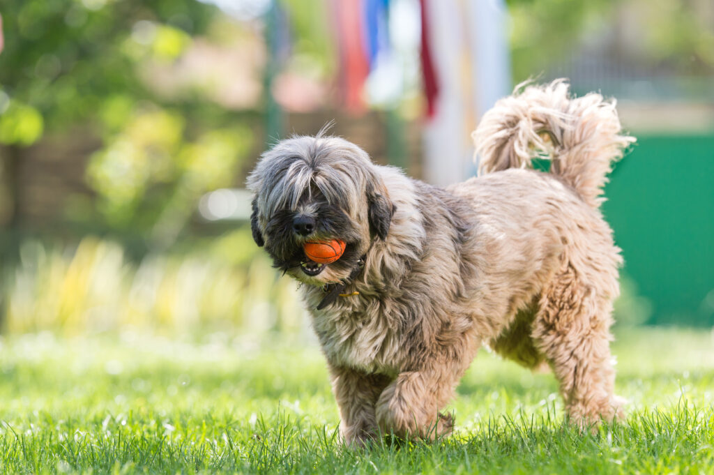Tibetan Terrier