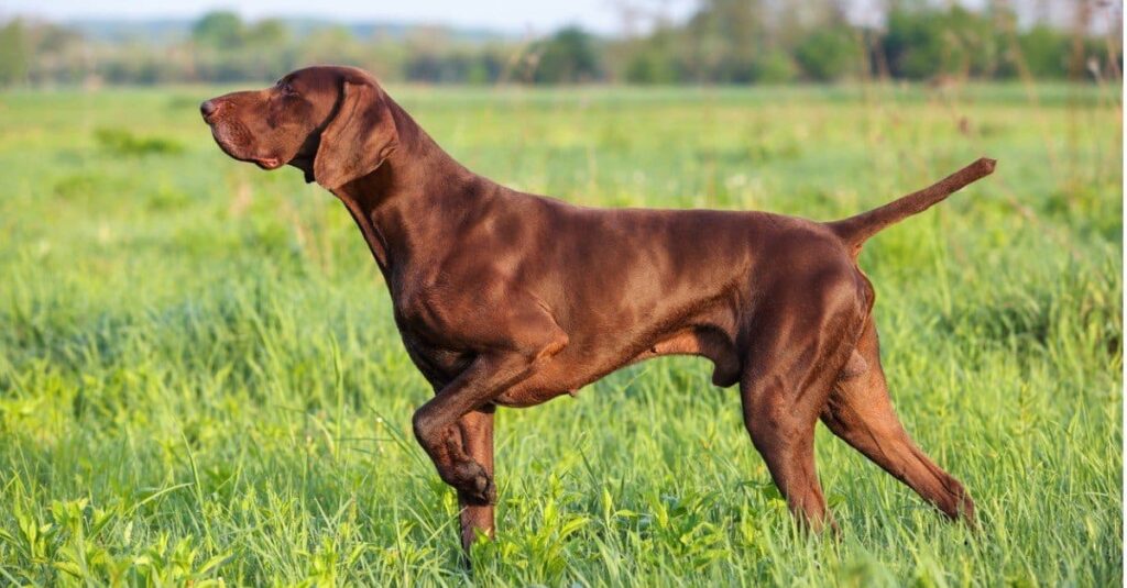 Pointer
