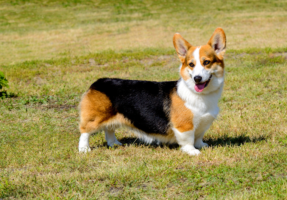 Welsh Corgi (Cardigan)