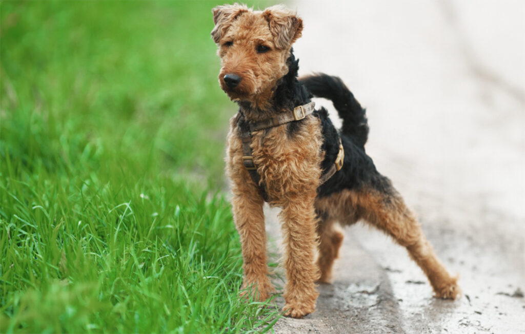 Welsh Terrier