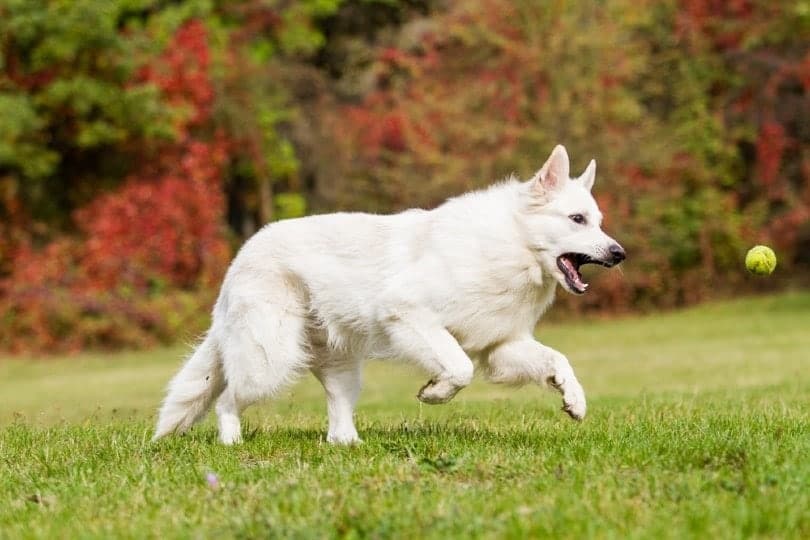 White Swiss Shepherd Dog (Imp)