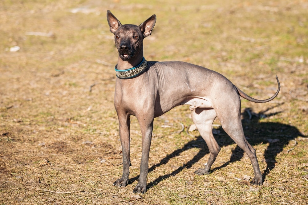 Xoloitzcuintle (Mex Hairless) Min (Imp)