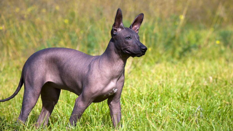 Xoloitzcuintle (Mex Hairless) Std (Imp)