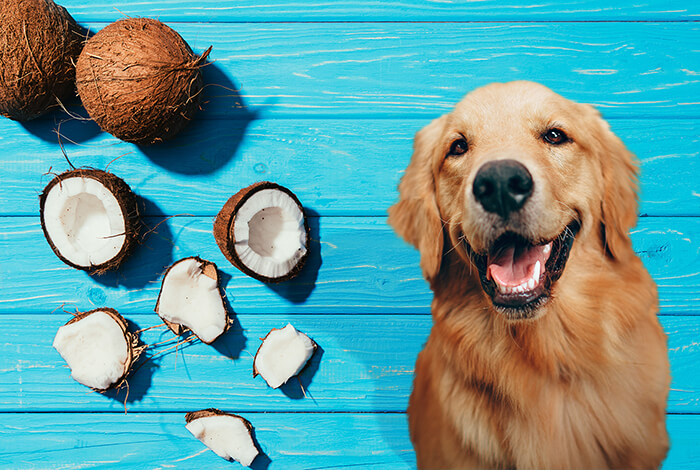 can-dogs-eat-coconut