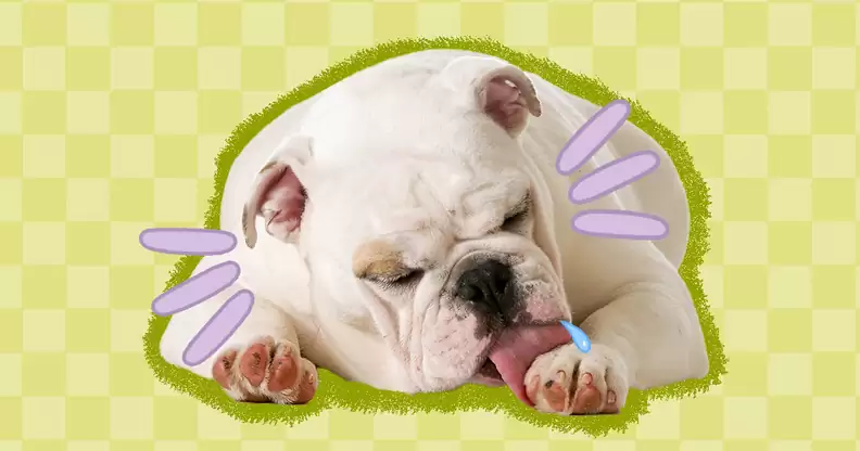 paws