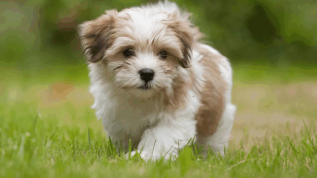 Havanese-3