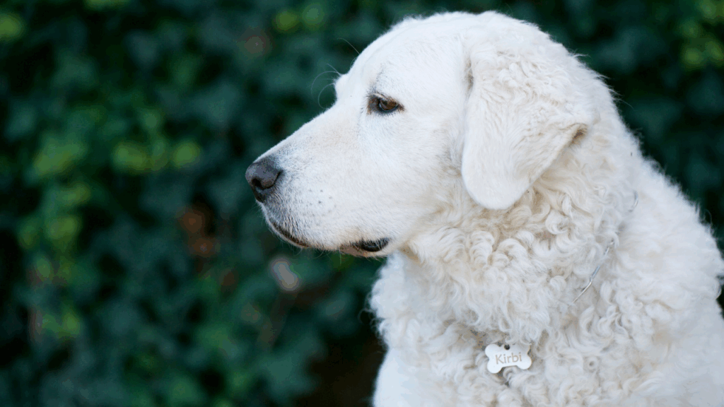 Hungarian Kuvasz (Imp)-5