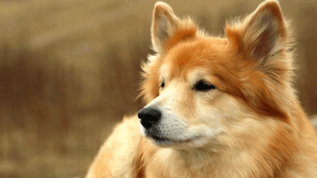 Icelandic Sheepdog (Imp)-2