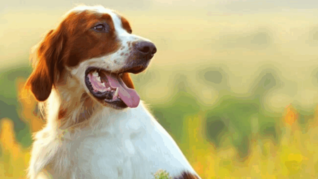 Irish Red & White Setter-3
