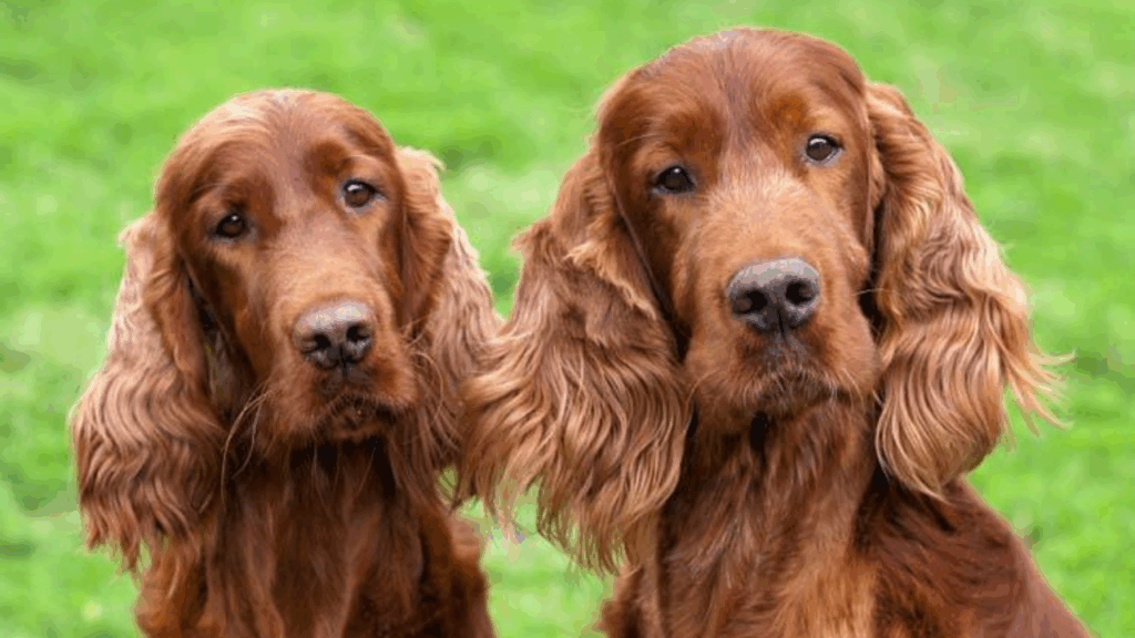 Irish Setter-4