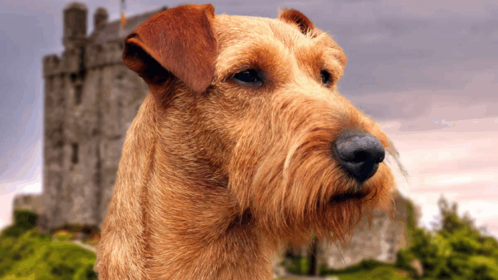 Irish Terrier-5