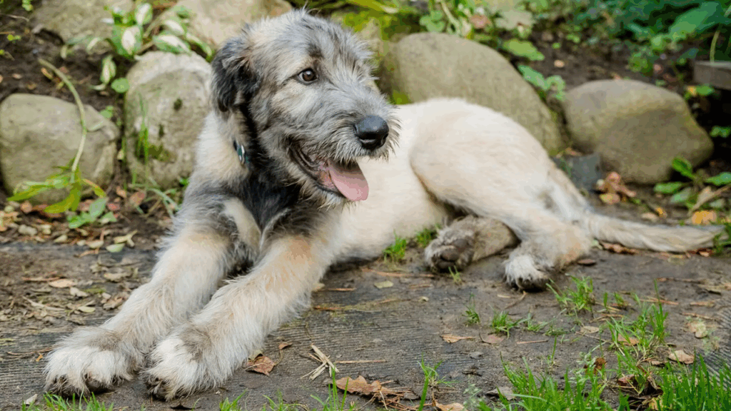 Irish Wolfhound-6