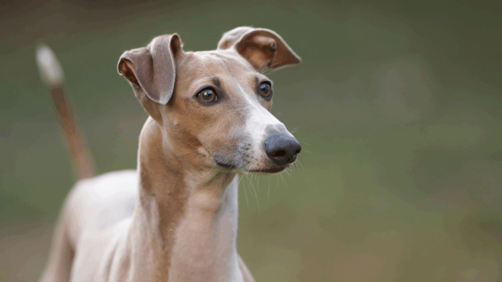 Italian Greyhound-7
