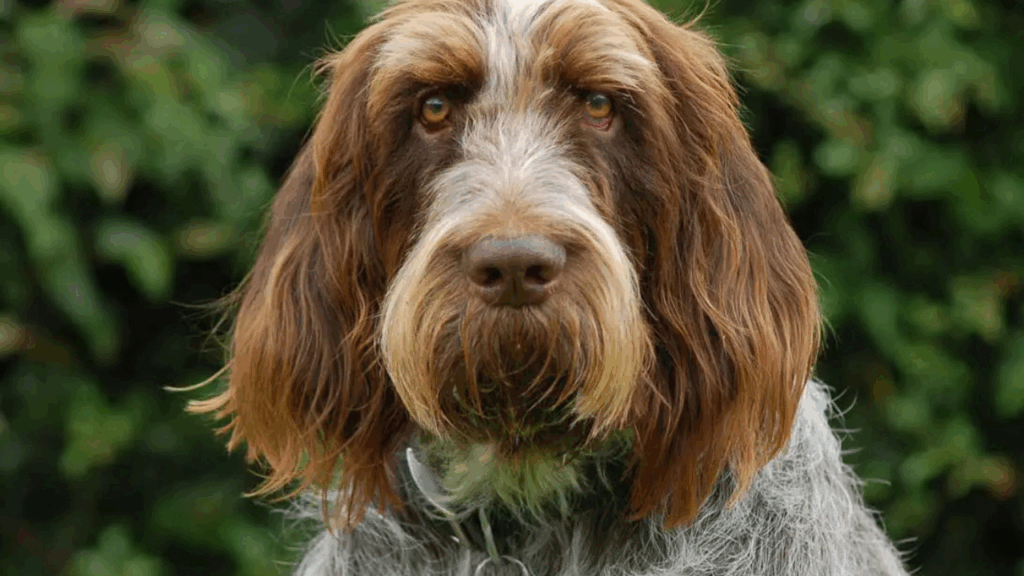 Italian Spinone-8