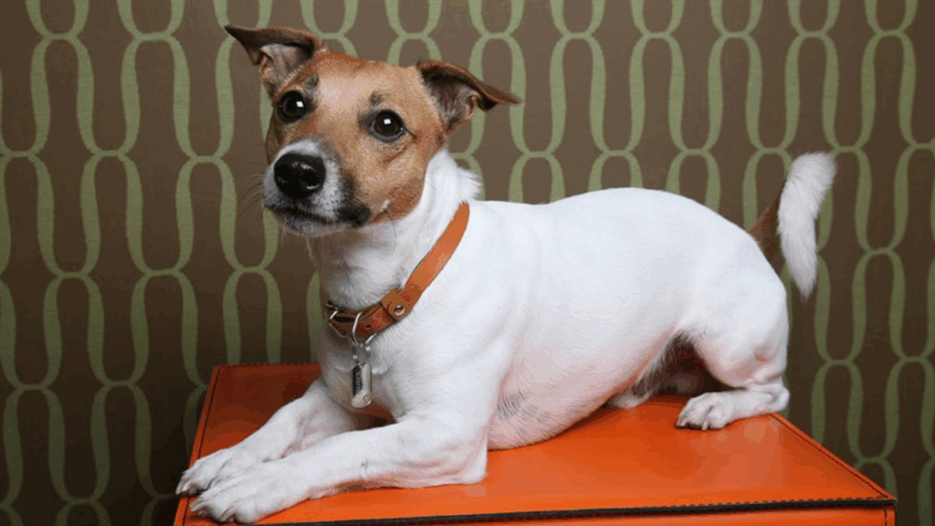 Jack Russell Terrier-1