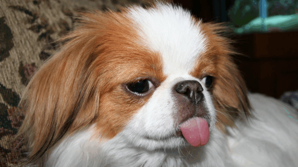 Japanese Chin-3