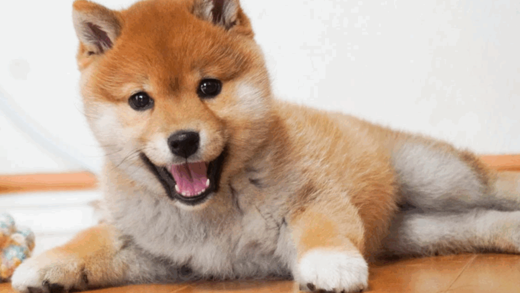 Japanese Shiba Inu-4