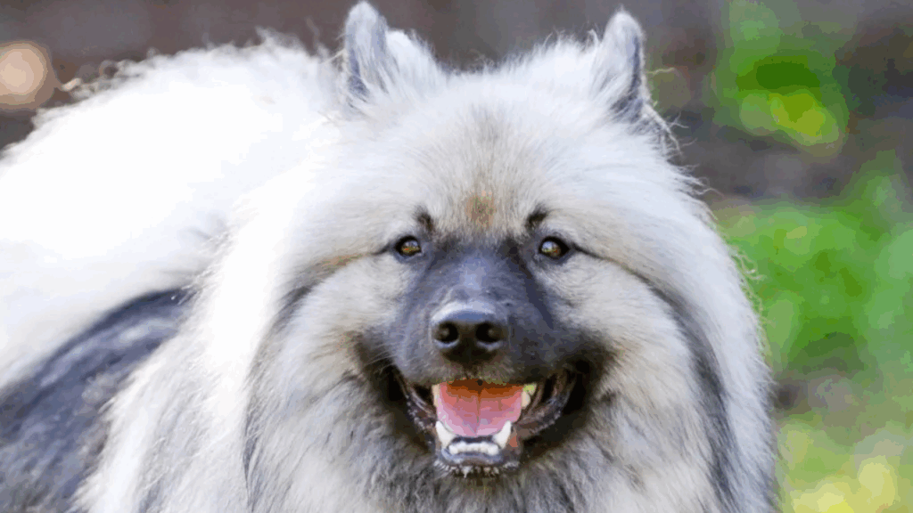 Keeshond-1