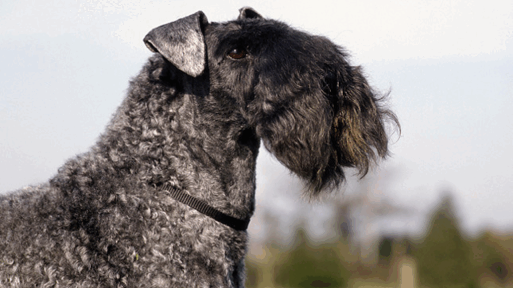 Kerry Blue Terrier-2