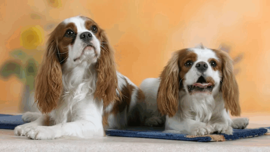 King Charles Spaniel-3