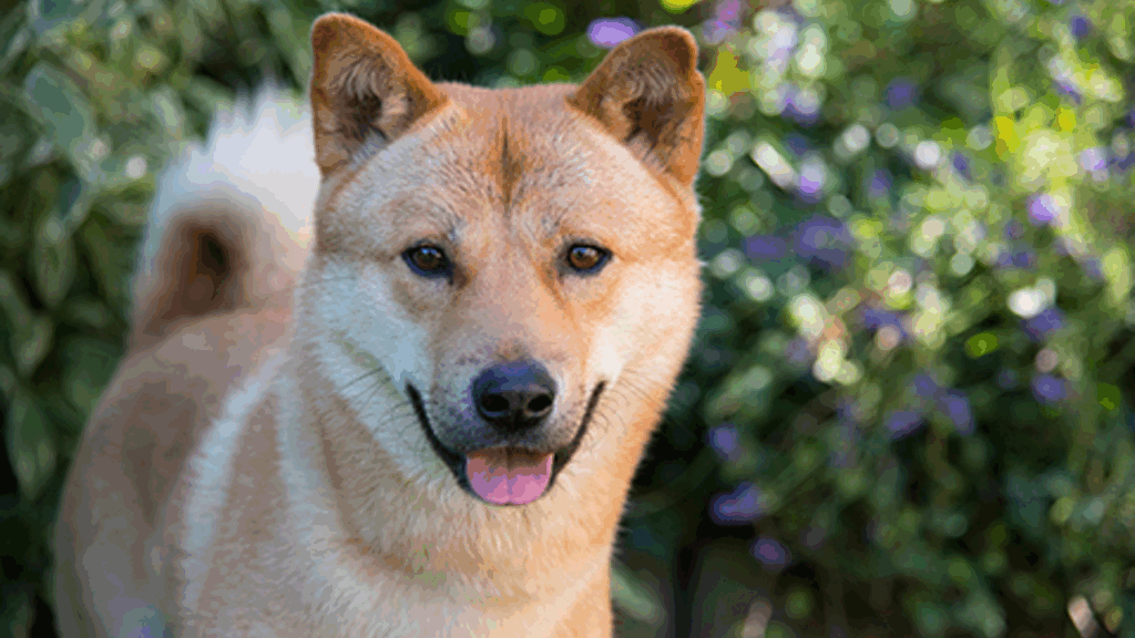 Korean Jindo (Imp)-6