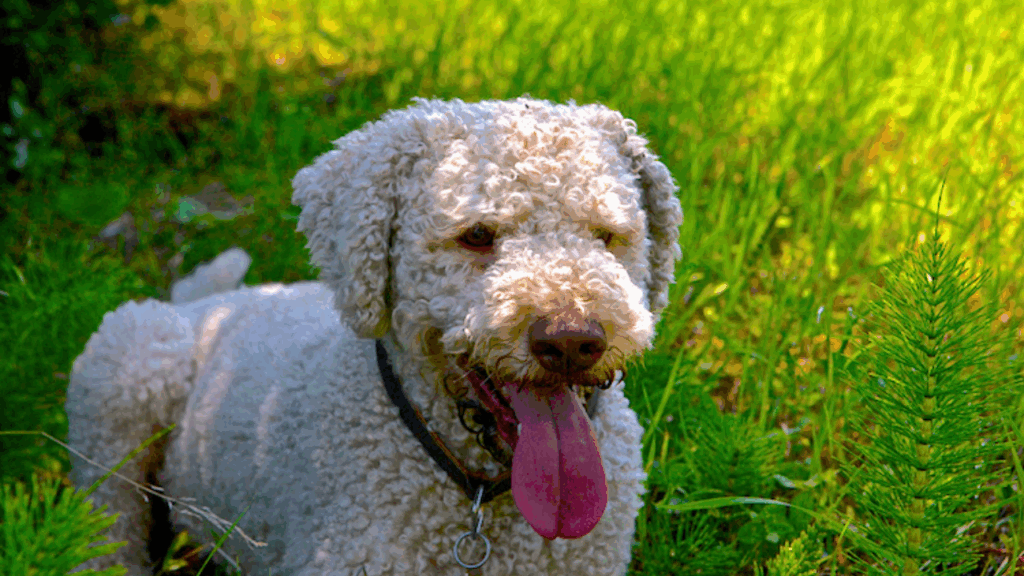 Lagotto Romagnolo-1