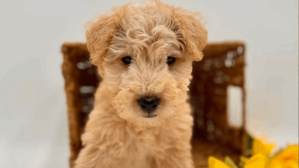 Lakeland Terrier-2