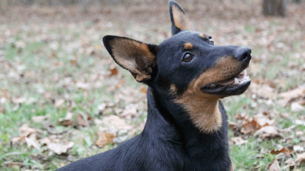 Lancashire Heeler-3