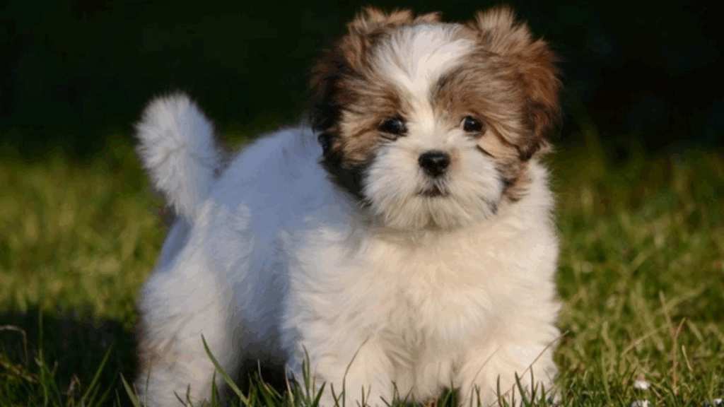 Lhasa Apso-6