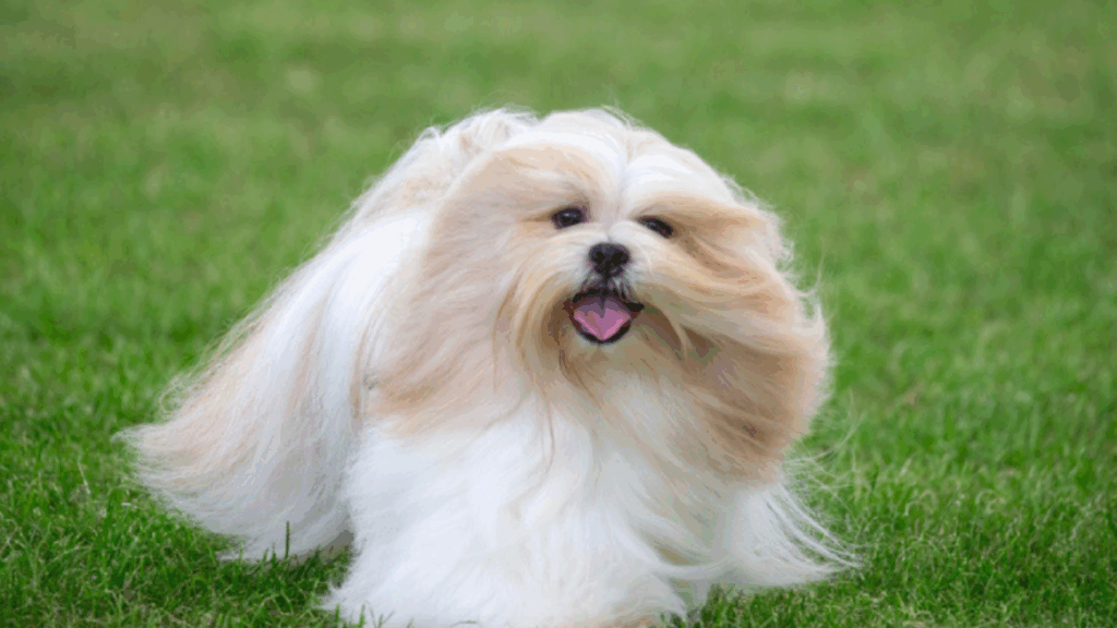 Lowchen (Little Lion Dog)-7