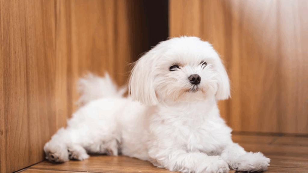 Maltese-1