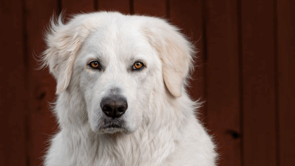 Maremma Sheepdog-3