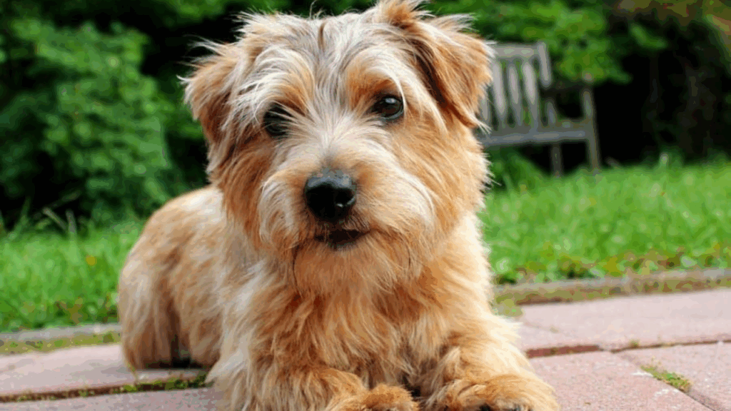 Norfolk Terrier-3