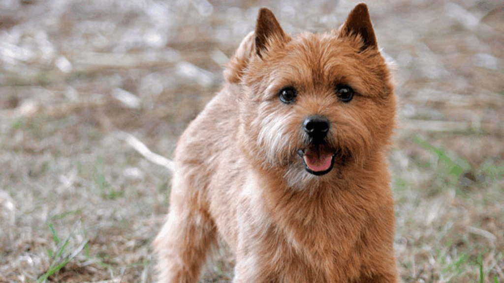 Norwich Terrier-6