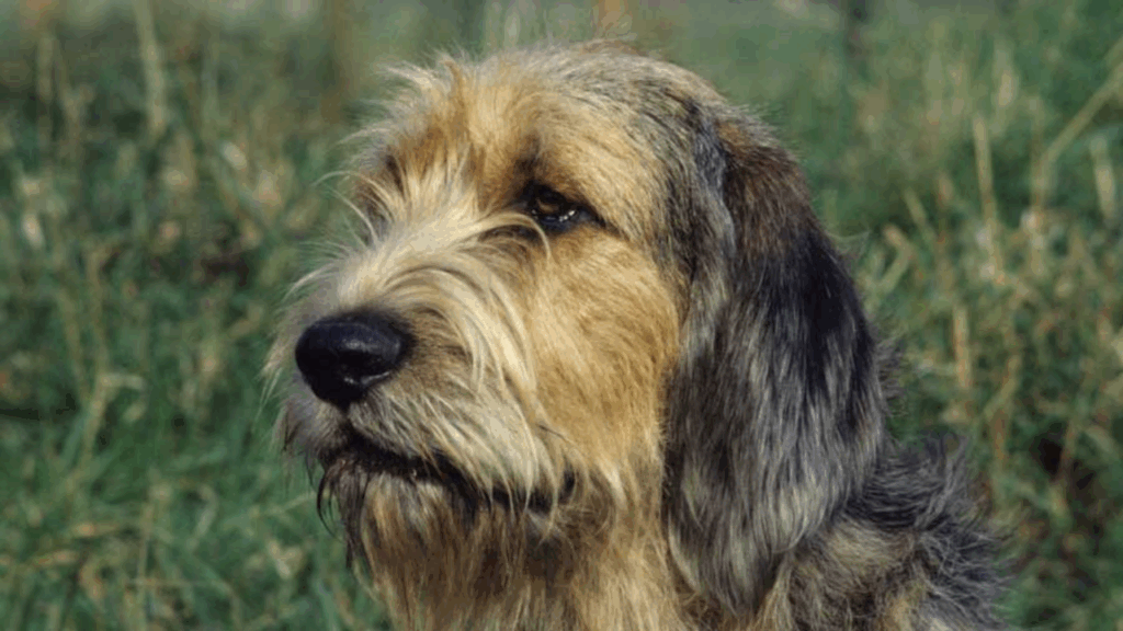 Otterhound-2