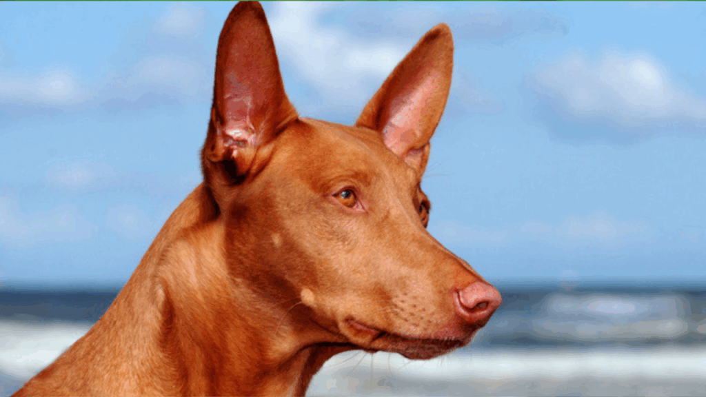 Pharaoh Hound-4