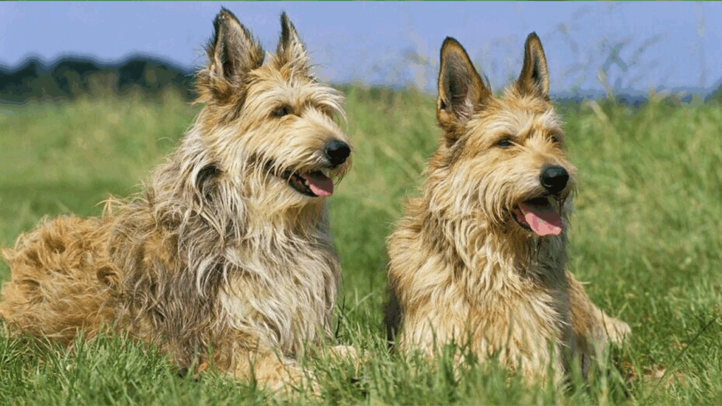 Picardy Sheepdog (Imp)-5