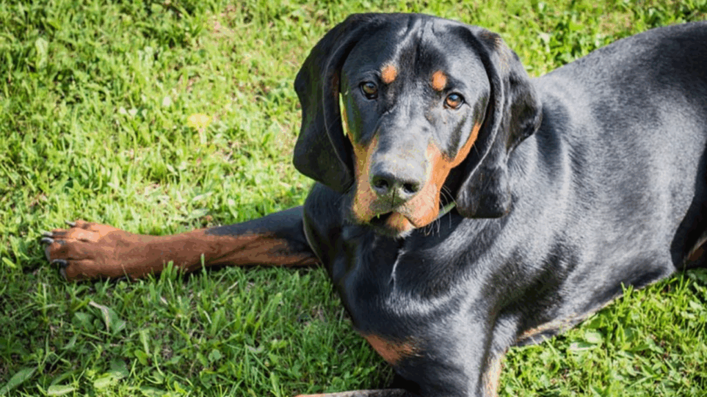 Polish Hunting Dog (Imp)-7
