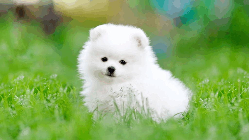 Pomeranian-9