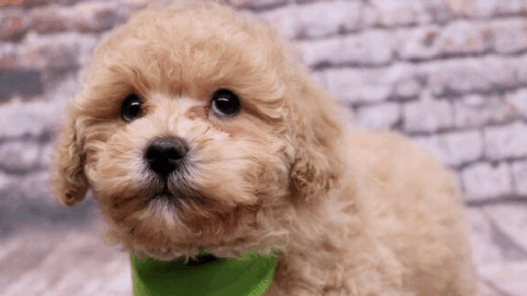 Poodle (Miniature)-10