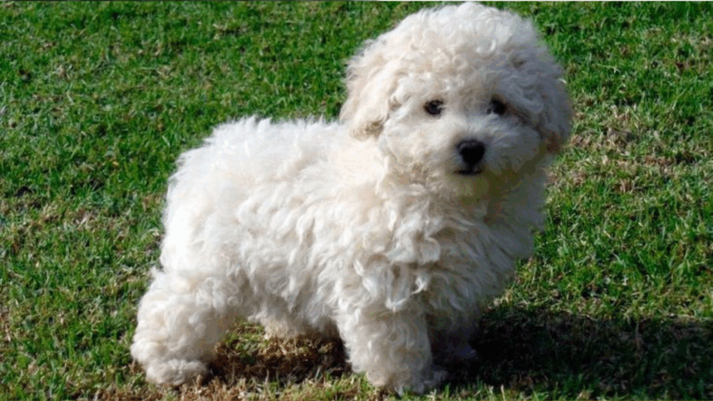 Poodle (Toy)-12