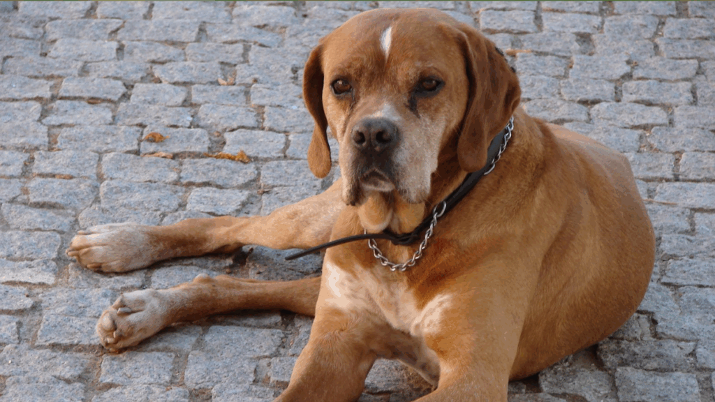 Portuguese Pointer (Imp)-14