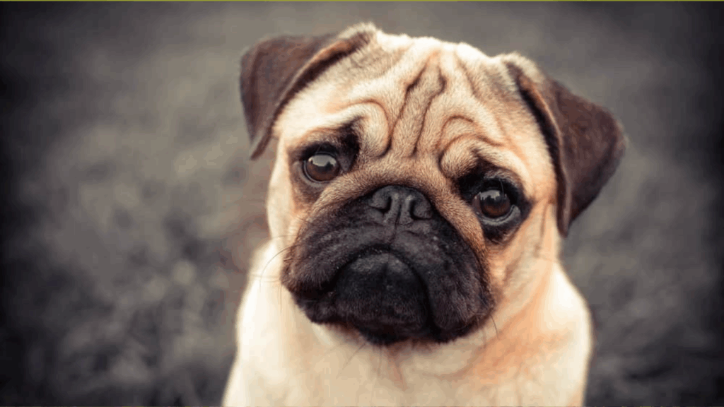Pug-16