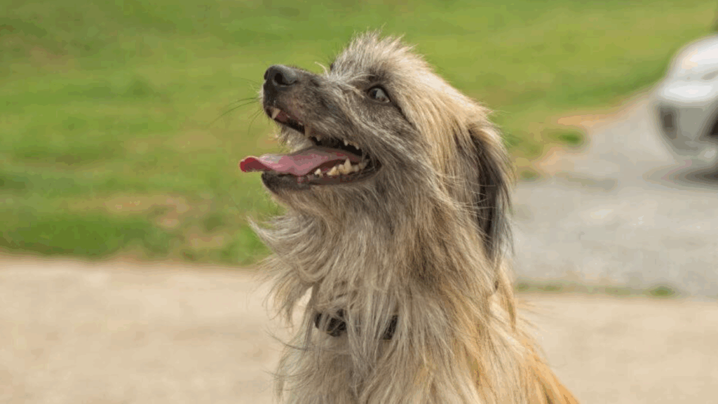 Pyrenean Sheepdog (Smooth Faced) (Imp)-20