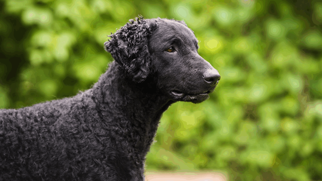 Retriever (Curly Coated)-2
