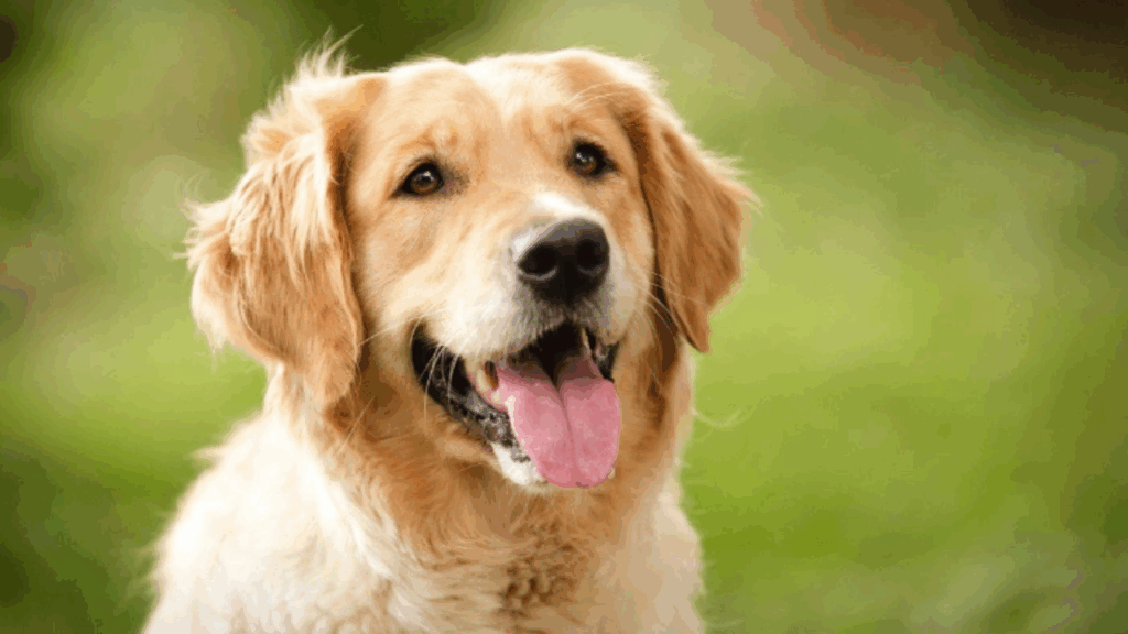 Retriever (Golden)-4