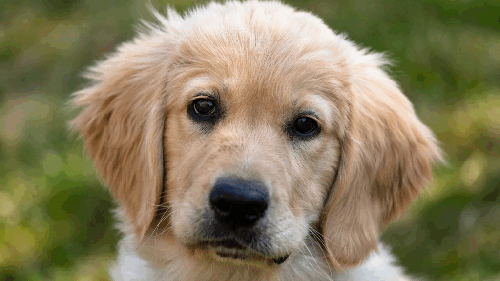 Retriever (Labrador)-5
