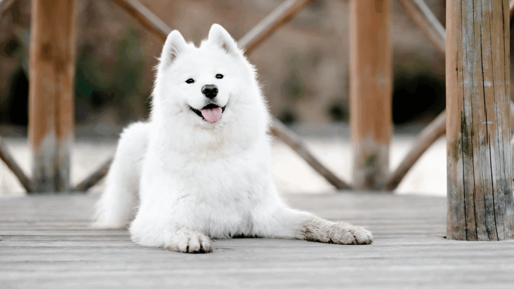 Samoyed-2