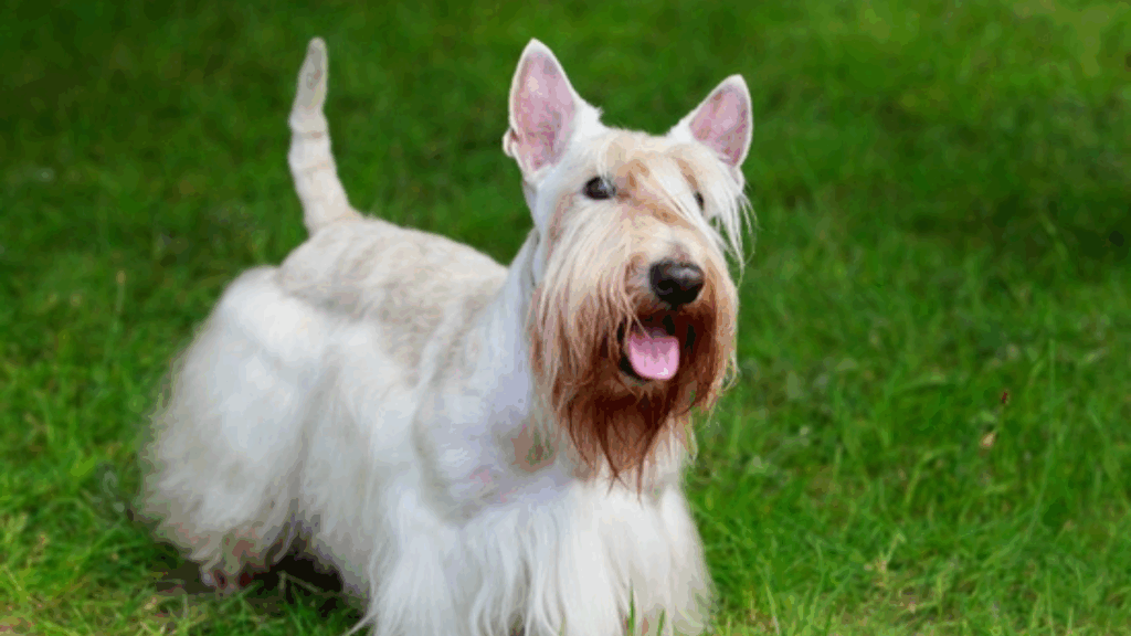 Scottish Terrier-5
